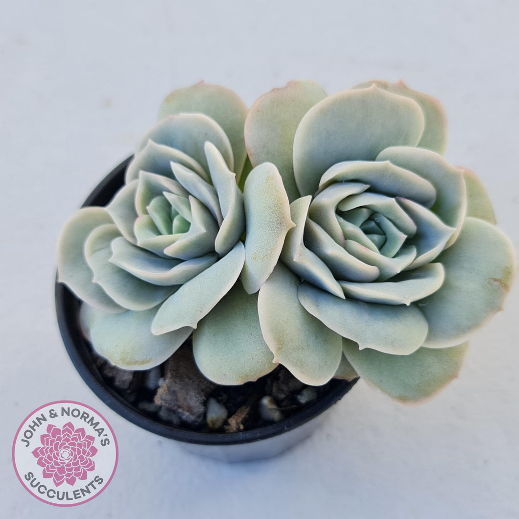Graptoveria Lovely Rose - John & Norma's Succulents