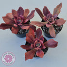 Echeveria Diamond State Variegata