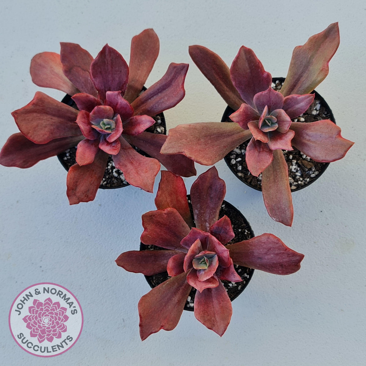 Echeveria Diamond State Variegata