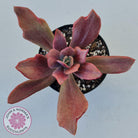 Echeveria Diamond State Variegata