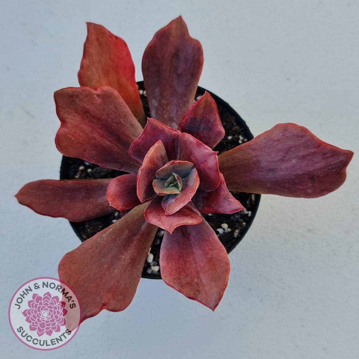 Echeveria Diamond State Variegata