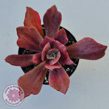 Load image into Gallery viewer, Echeveria Diamond State Variegata - John &amp; Norma&#39;s Succulents
