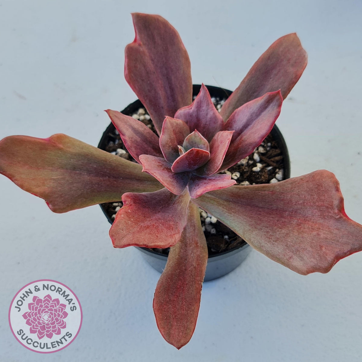 Echeveria Diamond State Variegata