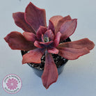Echeveria Diamond State Variegata