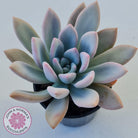 Graptoveria Opalina