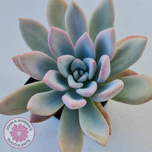 Load image into Gallery viewer, Graptoveria Opalina - John &amp; Norma&#39;s Succulents
