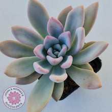 Load image into Gallery viewer, Graptoveria Opalina - John &amp; Norma&#39;s Succulents
