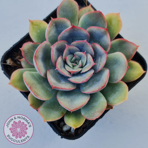 Echeveria Hercules - John & Norma's Succulents