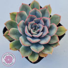 Echeveria Hercules