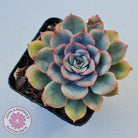 Echeveria Hercules