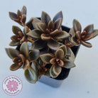 Lenopetalum Chocolate