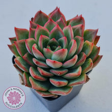 Load image into Gallery viewer, Echeveria Agavoides Floridity - John &amp; Norma&#39;s Succulents
