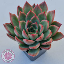 Load image into Gallery viewer, Echeveria Agavoides Floridity - John &amp; Norma&#39;s Succulents
