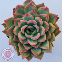 Load image into Gallery viewer, Echeveria Agavoides Floridity - John &amp; Norma&#39;s Succulents
