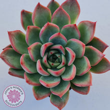 Load image into Gallery viewer, Echeveria Agavoides Floridity - John &amp; Norma&#39;s Succulents
