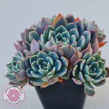 Load image into Gallery viewer, Echeveria Shichifuku Bini - John &amp; Norma&#39;s Succulents
