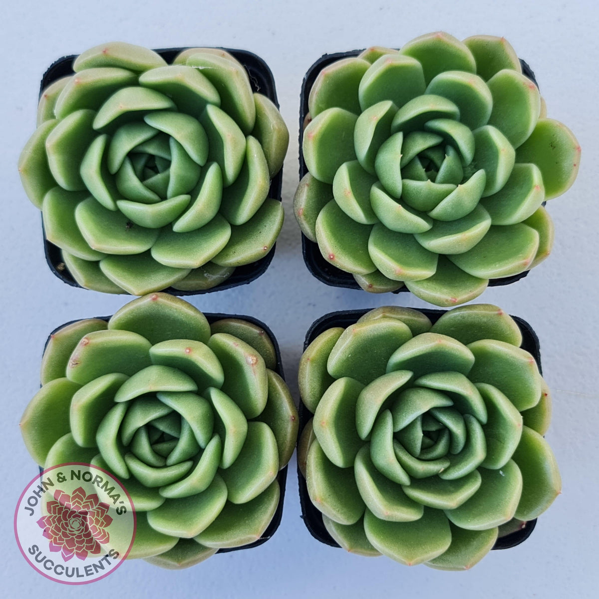 Echeveria 'Ice City'