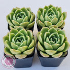 Echeveria 'Ice City'