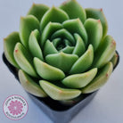 Echeveria 'Ice City'