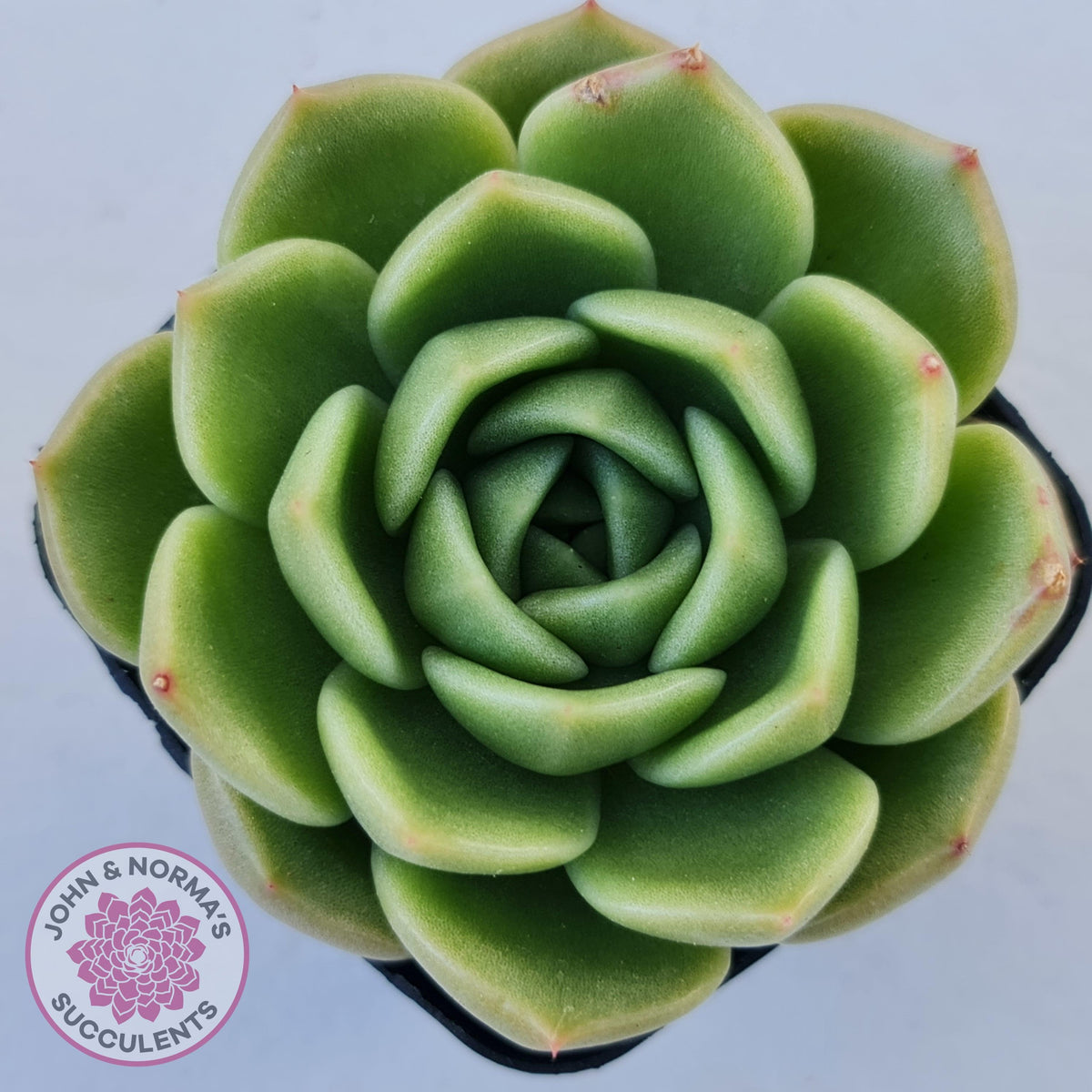 Echeveria 'Ice City'