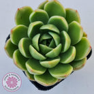 Echeveria 'Ice City'