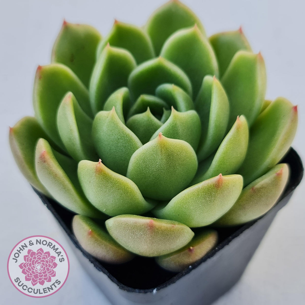 Echeveria 'Ice City'