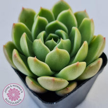 Load image into Gallery viewer, Echeveria Ice City - New Korean Import - John &amp; Norma&#39;s Succulents
