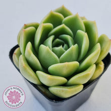 Load image into Gallery viewer, Echeveria Ice City - New Korean Import - John &amp; Norma&#39;s Succulents
