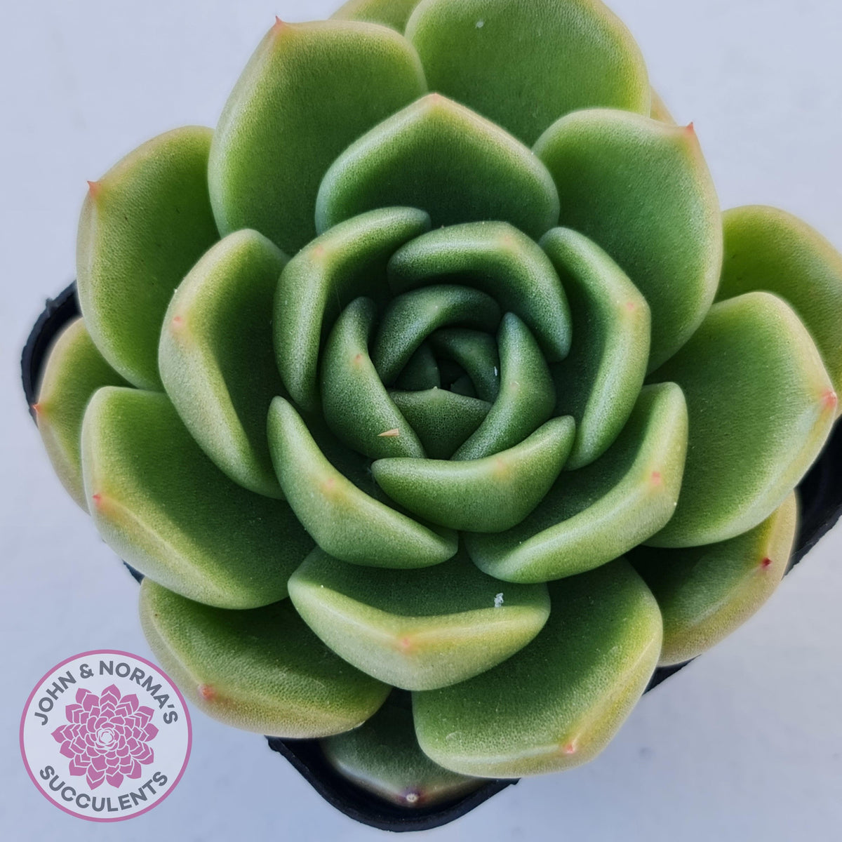 Echeveria 'Ice City'