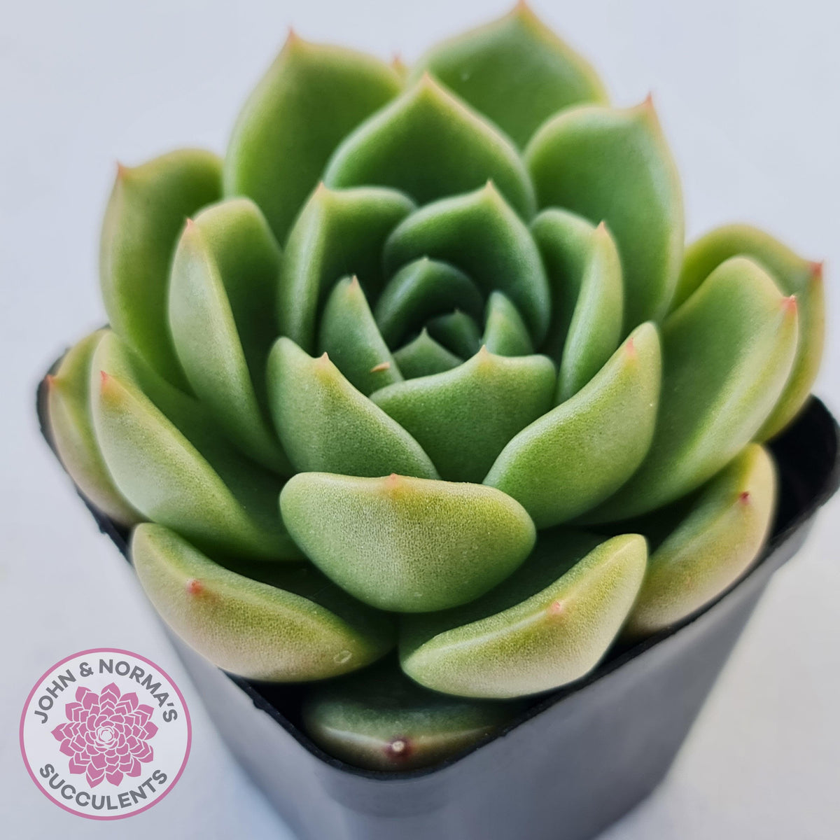 Echeveria 'Ice City'