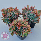 Echeveria Low Crest