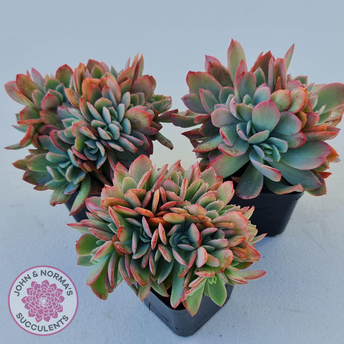 Echeveria Low Crest
