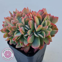 Load image into Gallery viewer, Echeveria Low Crest - John &amp; Norma&#39;s Succulents
