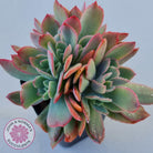 Echeveria Low Crest
