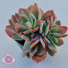Echeveria Low Crest