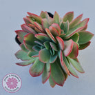 Echeveria Low Crest