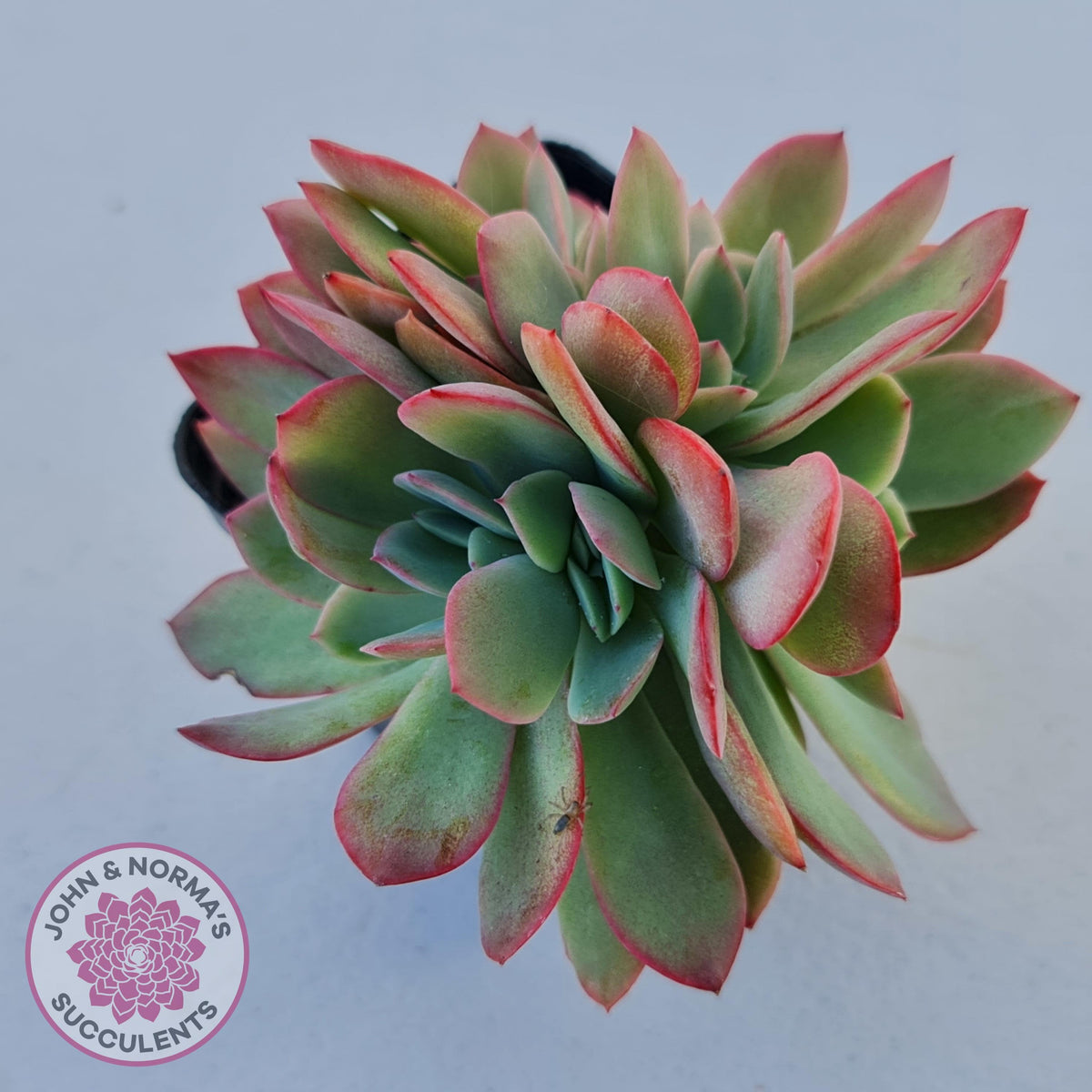 Echeveria Low Crest