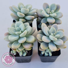 Load image into Gallery viewer, Graptosedum Miul - John &amp; Norma&#39;s Succulents
