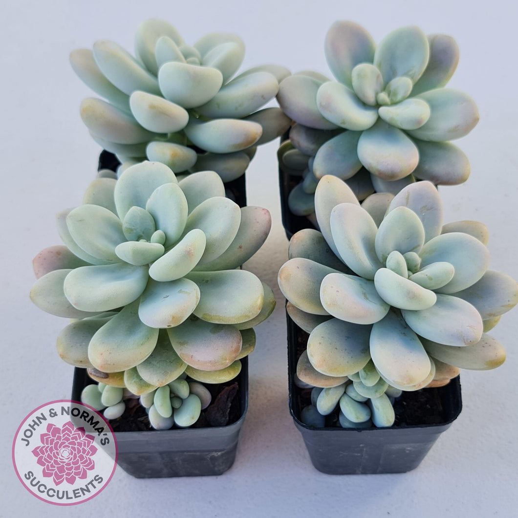 Graptosedum Miul - John & Norma's Succulents