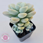 Graptosedum miul