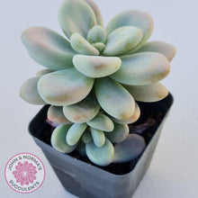 Load image into Gallery viewer, Graptosedum Miul - John &amp; Norma&#39;s Succulents
