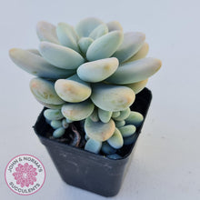 Load image into Gallery viewer, Graptosedum Miul - John &amp; Norma&#39;s Succulents
