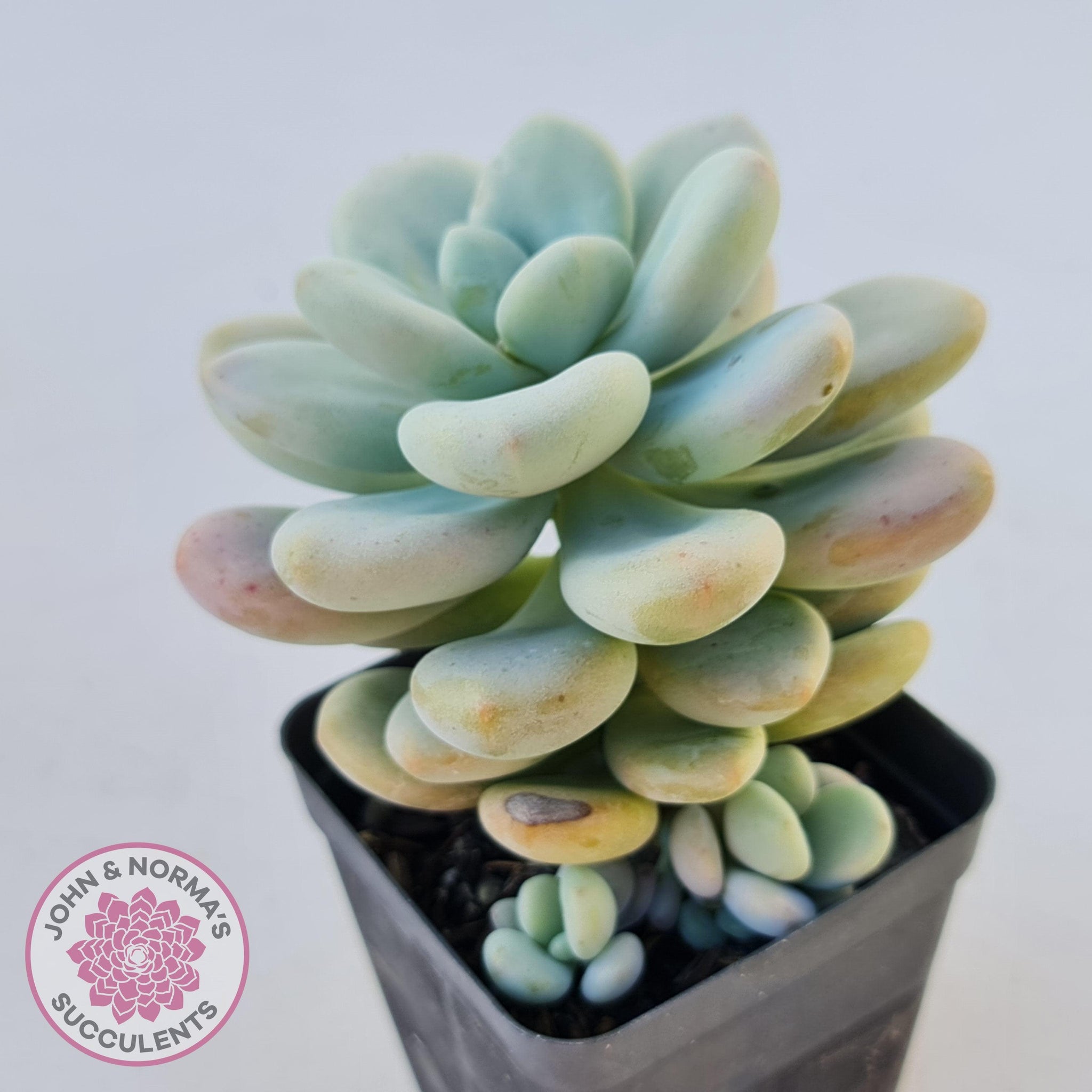 miul succulent Buy Graptosedum miul Australia