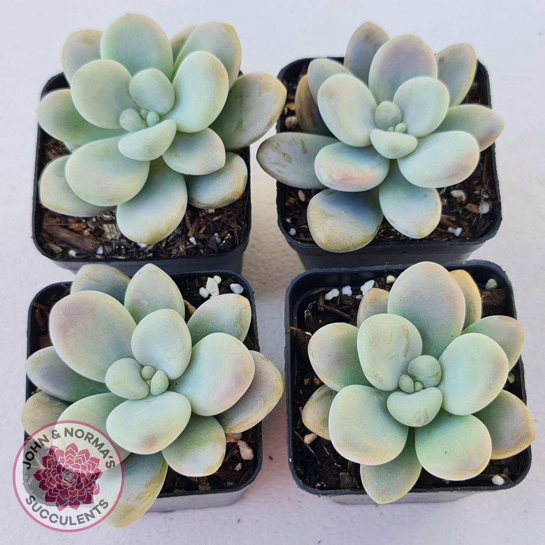 Graptosedum Miul - John & Norma's Succulents