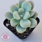 Graptosedum miul