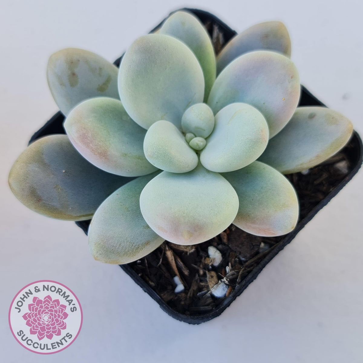 Graptosedum miul