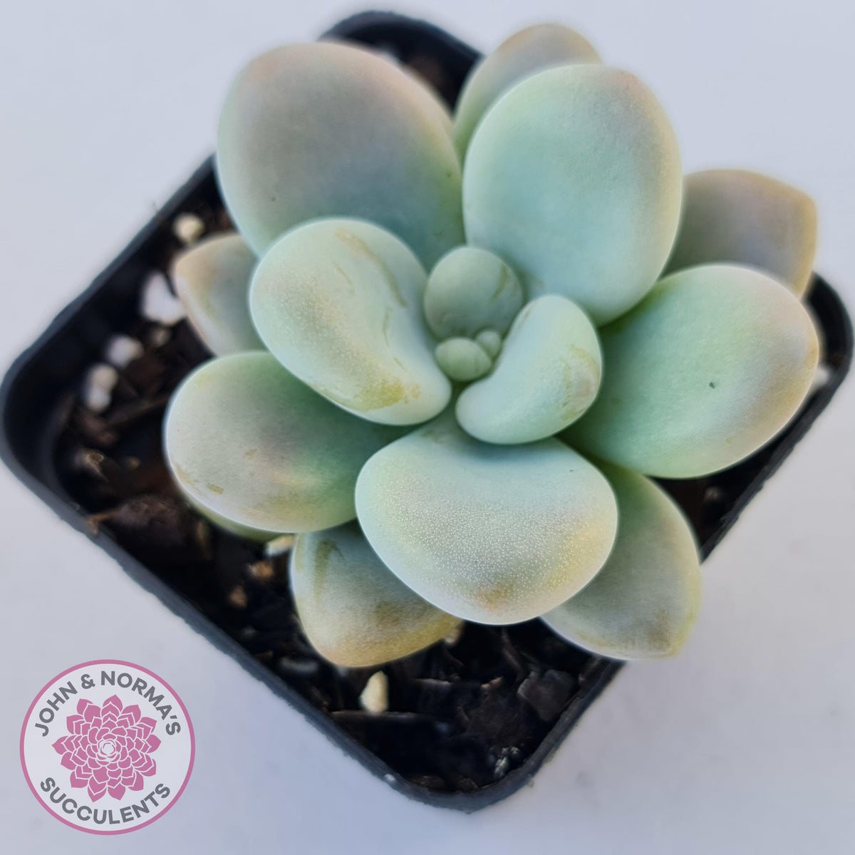 Graptosedum miul