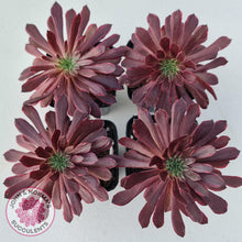 Load image into Gallery viewer, Aeonium Inferno - John &amp; Norma&#39;s Succulents
