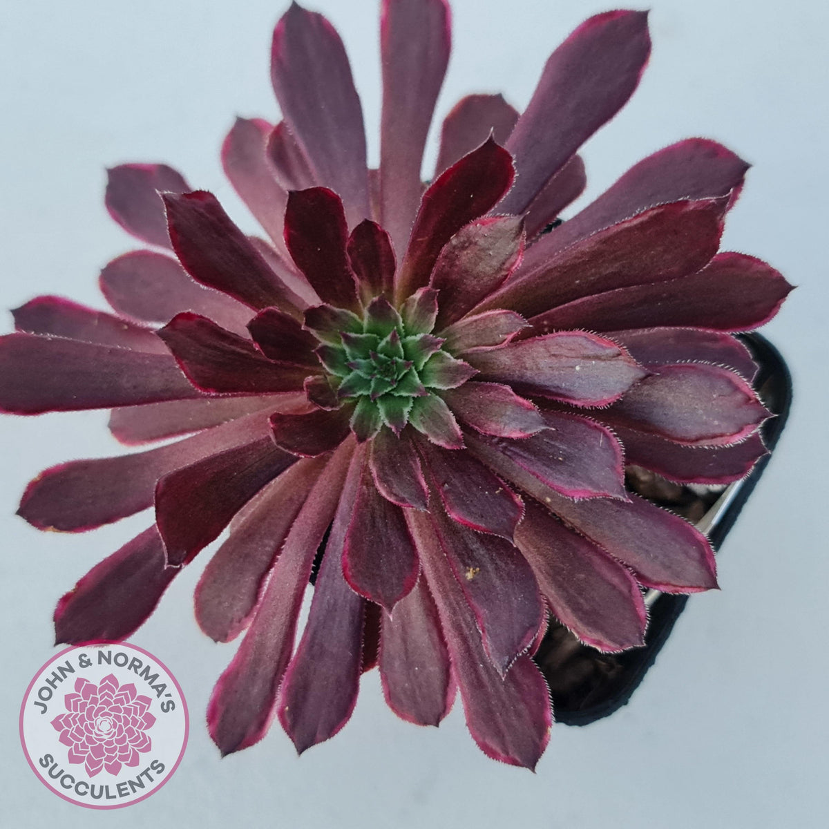 Aeonium Inferno