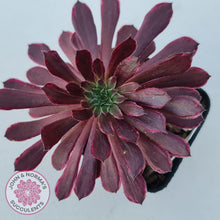 Load image into Gallery viewer, Aeonium Inferno - John &amp; Norma&#39;s Succulents
